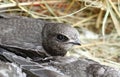 Swift Apus apus Royalty Free Stock Photo