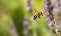 Swift as an arrow, the bee buzzes through blur of flowers in a frenzied dance. Creating using generative AI tools