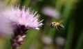 Swift as an arrow, the bee buzzes through a blur of flowers in a frenzied dance