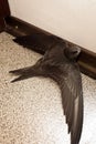 Swift bird on in balcony on floor surface