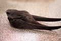 Swift bird on in balcony on floor surface