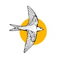 Swift bird flying. Hand drawn illustration. Black line drawing