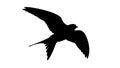 Swift Bird Silhouette Dynamic Flight Vector, vector design Generative AI Royalty Free Stock Photo