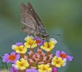 Swift Butterfly: Collecting nector from flowers Royalty Free Stock Photo