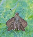 Swift Butterfly: Spreaded wings on leaf Royalty Free Stock Photo