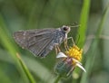 Swift Butterfly: Collecting nector from flowers Royalty Free Stock Photo