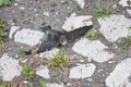 Swift chick close-up