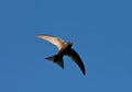 Swift flight Royalty Free Stock Photo