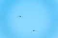 The swift flight of swallows Royalty Free Stock Photo