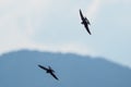 The swift flight of swallows Royalty Free Stock Photo