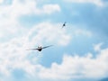 The swift flight of swallows Royalty Free Stock Photo