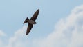 The swift flight of swallows Royalty Free Stock Photo