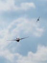 The swift flight of swallows Royalty Free Stock Photo