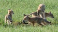 Swift Fox kits playing on the Pawnee Grasslands