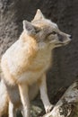 Swift Fox Sitting And Looking