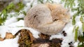 Swift Fox Sleeps In Winter Habitat.