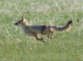 Swift Fox vixen showing her true speed