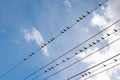 Swift martlet birds perching on wires over sky