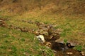 The swift mountain stream flows into the valley Royalty Free Stock Photo