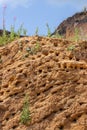 Swift nest on a high sandy shore. Many shear nests in holes. Nature, sand mountain, nesting swift Apodidae