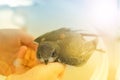 A swift nestling sits on a hand, a blurred background, toned