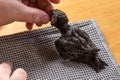 Swift nestling that was fallen of nest during hand feeding