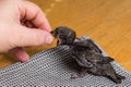 Swift nestling that was fallen of nest during hand feeding