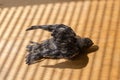 Swift nestling that was fallen of nest during home nursing