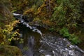 Rain forest creek in Pacific Rim National Park on Vancouver Island near Tofino. Royalty Free Stock Photo