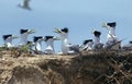 SWIFT TERN GROUP sterna bergii, NESTING COLONY IN AUSTRALIA