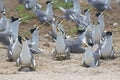 SWIFT TERN GROUP sterna bergii, NESTING COLONY, AUSTRALIA