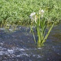 Swift water Shoal lily