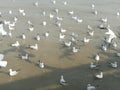 Swiftlet Gull migrated annually