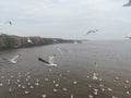 Swiftlet Gull migrated annually