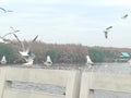 Swiftlet Gull migrated annually