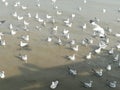 Swiftlet Gull migrated annually