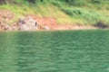 Swiftlets bird fly over the water in Hala-Bala Wildlife Sanctuary.