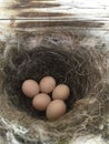 Swifts bird nest Royalty Free Stock Photo