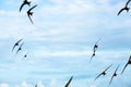 Swifts fly in the sky against the background of clouds Royalty Free Stock Photo
