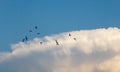 Swifts on the hunt fly in the sky.