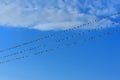 Swifts on wires Royalty Free Stock Photo