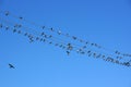 Swifts on wires under blue sky Royalty Free Stock Photo