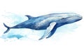 Nature whale aquatic sea mammal blue fish animal watercolor wild water background ocean wildlife Royalty Free Stock Photo