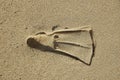 Swim Fin Print in Sand Royalty Free Stock Photo