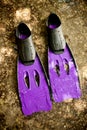 Swim fin purple