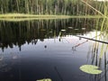 They swim with a fishing rod in the morning around the reeds, fish Royalty Free Stock Photo