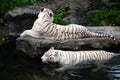 In the swim - White Tigers Royalty Free Stock Photo