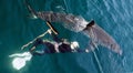 Man and Great White Shark Royalty Free Stock Photo