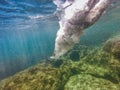 Swimmer plunges into the sea