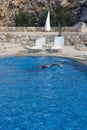 Swimmer in the pool Royalty Free Stock Photo